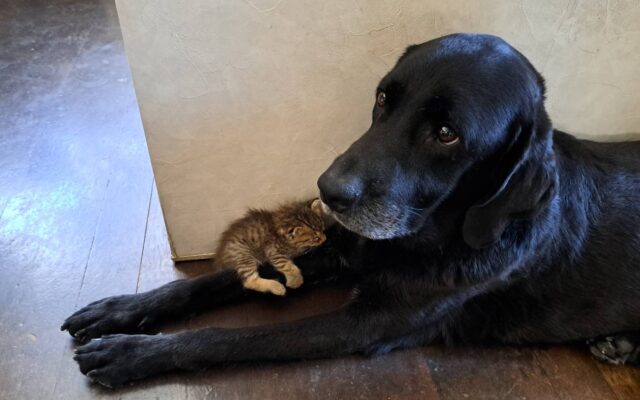犬と猫がくつろぐイメージ